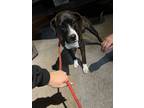 Adopt Libby a Brindle Mixed Breed (Small) / Mixed Breed (Medium) / Mixed (short
