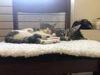 Adopt Moose a Cream or Ivory (Mostly) American Shorthair / Mixed (short coat)