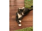 Adopt Tipper a Gray, Blue or Silver Tabby Domestic Shorthair (short coat) cat in