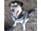 Adopt Dolan a Black - with Tan, Yellow or Fawn Siberian Husky / Rottweiler /