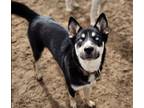 Adopt Josie a Black - with White Siberian Husky / Border Collie / Mixed dog in