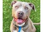 Adopt Kenny - Foster or Adopt Me! a Brindle American Staffordshire Terrier /