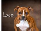 Adopt Luca a Brindle - with White Pit Bull Terrier / Mixed dog in Somerset