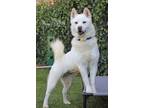 Adopt Coco a White Husky / Chow Chow / Mixed dog in Port Washington