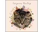 Adopt Bailey a Tan or Fawn (Mostly) Domestic Shorthair (short coat) cat in Tega