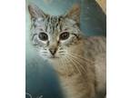 Adopt Image a Gray or Blue Siamese cat in Belton, MO (40030549)