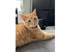 Adopt Mochi a Orange or Red Tabby British Shorthair (short coat) cat in Dallas