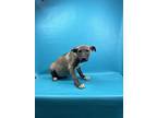 Adopt Ramona a Merle Canaan Dog / Mixed Breed (Medium) / Mixed (short coat) dog