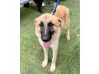 Adopt Zoe a Tan/Yellow/Fawn - with Black Great Pyrenees / Shepherd (Unknown