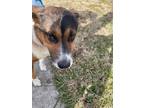 Adopt Teddy a Merle Australian Shepherd / Mixed Breed (Medium) / Mixed dog in