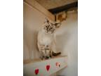 Adopt Esmé a Cream or Ivory (Mostly) Siamese (short coat) cat in Carmichael