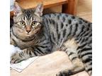 Adopt Star a Gray, Blue or Silver Tabby Domestic Shorthair / Mixed (short coat)