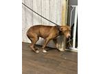 Adopt Trena a Red/Golden/Orange/Chestnut - with White Pit Bull Terrier dog in