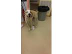 Adopt Leroy a Tan/Yellow/Fawn Labrador Retriever / Mixed Breed (Medium) / Mixed