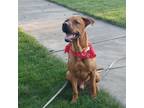 Adopt Brodie a Red/Golden/Orange/Chestnut - with White Rhodesian Ridgeback /