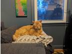 Adopt Mr. Giuseppe - (Courtesy Post) a Orange or Red Domestic Shorthair (short