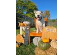 Adopt Ronan a Boxer / Mixed Breed (Medium) / Mixed dog in Sprakers