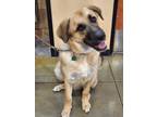 Adopt Bogie a Red/Golden/Orange/Chestnut - with Black Great Pyrenees / German