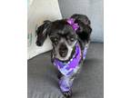 Adopt Lexi a Gray/Silver/Salt & Pepper - with White Poodle (Toy or Tea Cup) /