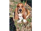 Adopt Fred or Lil Guy a Red/Golden/Orange/Chestnut - with White Basset Hound /