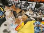 Adopt Kittens - Male and Female a Orange or Red Domestic Shorthair (short coat)