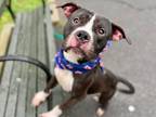 Adopt Goat a Mixed Breed (Large) / Mixed dog in New York, NY (40004183)