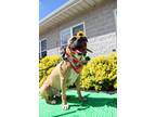 Adopt Darby a Pit Bull Terrier / Mixed dog in Indiana, PA (39386607)