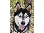 Adopt Tyson a Black Husky / Mixed Breed (Medium) / Mixed (short coat) dog in