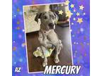 Adopt Mercury a Gray/Blue/Silver/Salt & Pepper Catahoula Leopard Dog / Mixed dog