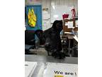 Adopt Prince a Black Labrador Retriever / Mixed Breed (Medium) / Mixed (short