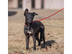 Adopt Nick a Black - with White German Shepherd Dog / Labrador Retriever / Mixed
