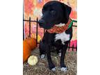 Adopt Poindexter a Black Labrador Retriever / Great Dane / Mixed dog in
