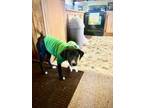 Adopt Zara a Black - with White Foxhound / Labrador Retriever / Mixed dog in