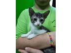 Adopt Rice a Brown Tabby Tabby (short coat) cat in Barnwell, SC (40009600)