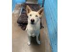 Adopt Bingo a Tan/Yellow/Fawn Husky / Mixed Breed (Medium) / Mixed (short coat)