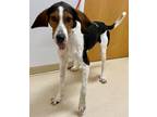 Adopt Radar a Tricolor (Tan/Brown & Black & White) Treeing Walker Coonhound /