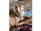 Adopt Beatrice a Brown/Chocolate Pit Bull Terrier / Mixed dog in Wesley Chapel