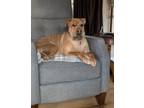 Adopt Edith a Tan/Yellow/Fawn - with White Shar Pei / Mixed dog in Sharon