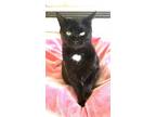 Adopt Jinx a Domestic Shorthair / Mixed (short coat) cat in Brigham City -