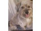 Adopt TOMMY a White - with Gray or Silver Havanese / Mixed dog in Los Angeles