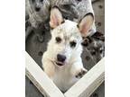 Adopt Yuki a White - with Gray or Silver Australian Cattle Dog / Mixed dog in