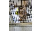 Adopt Chopstick a Brown Tabby Domestic Shorthair / Mixed Breed (Medium) / Mixed