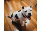 Adopt Margo a White - with Black Pit Bull Terrier / Mixed dog in Roachdale