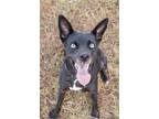 Adopt Carmen a Husky / Mixed Breed (Medium) / Mixed dog in Lansing