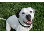 Adopt Canyon a American Staffordshire Terrier / Mixed dog in Lansing