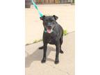 Adopt Sona a Terrier (Unknown Type, Small) / Mixed dog in Lansing, KS (40002941)