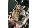 Adopt Megamind a Gray/Silver/Salt & Pepper - with White Pit Bull Terrier /