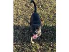 Adopt Brandy a Black - with White Boxer / Pit Bull Terrier / Mixed dog in
