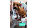 Adopt Crackle a Boxer / American Pit Bull Terrier / Mixed dog in Richmond
