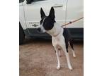 Adopt ZOE a Black - with White Border Collie / Mixed dog in Seattle